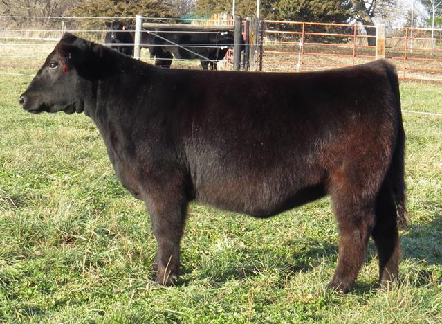 RCC Blog: BREMER SHOW CATTLE BREDS & BULLS ONLINE SALE