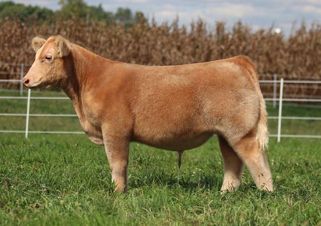 RCC Blog: Congrats To All of The Sellers On Their RCC Sired High ...