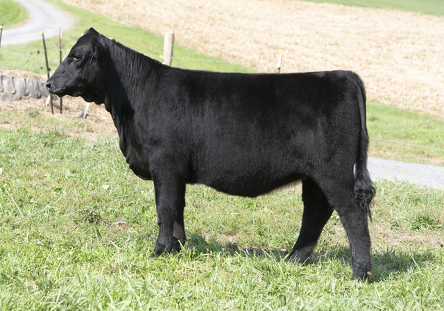 RCC Blog: Stem Show Cattle-Dual Threat Vol 2