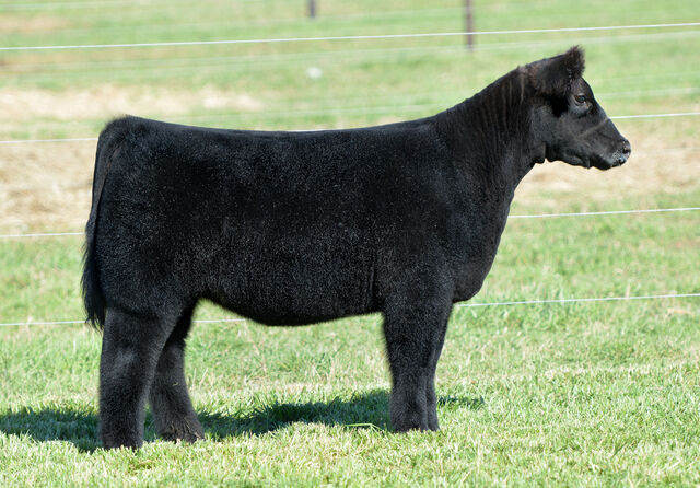 RCC Blog: Taylor Cattle Round 2 Online Sale