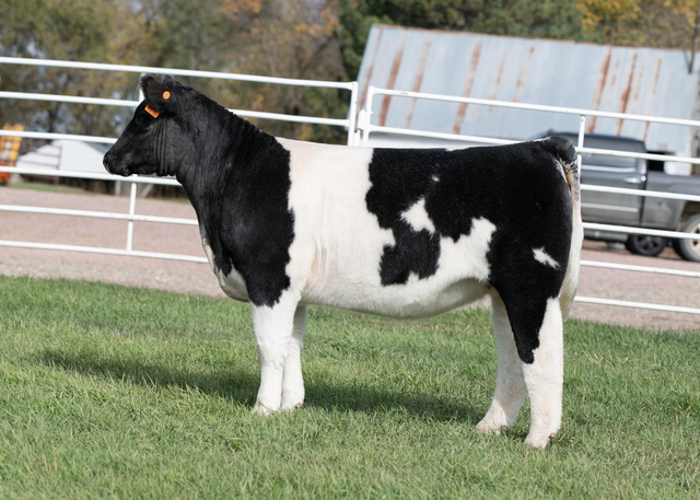 RCC Blog: Stoltz Exotics Steer and Heifer Sale