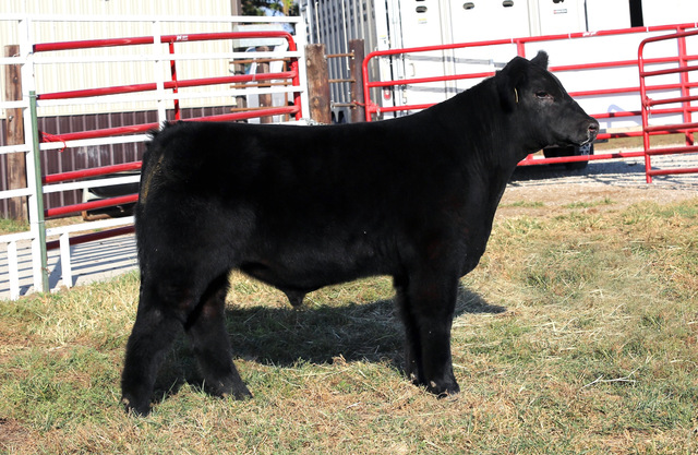 RCC Blog: Suhr Livestock Fall Final