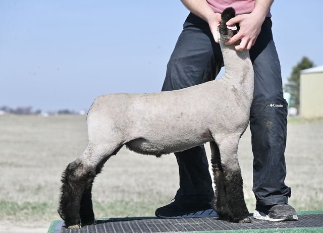 SCO - Stagecoach Club Lambs Online Sale - IA