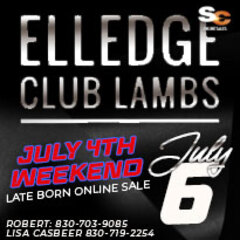 Sco - Elledge Club Lambs July 4th Weekend Late Born Online Sale - Tx